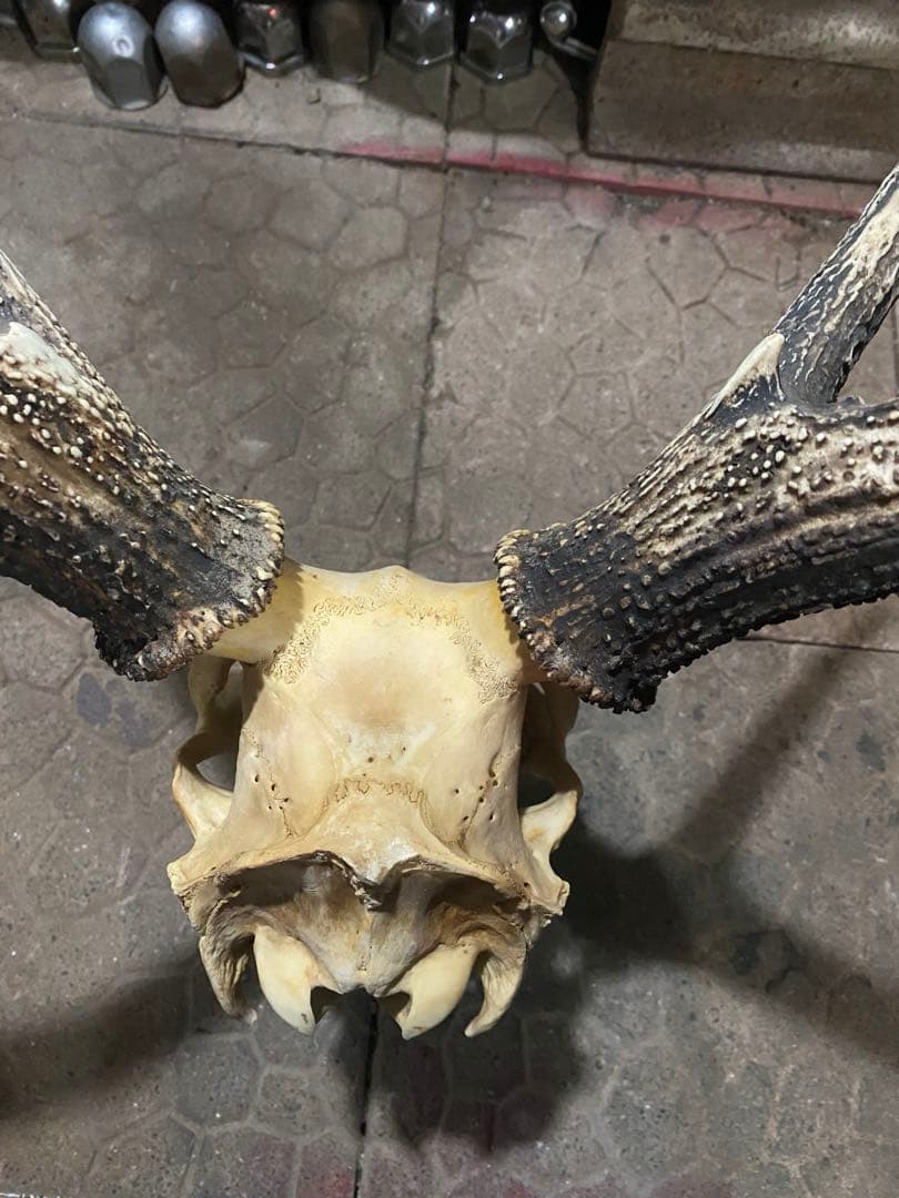 し*け様 蝦夷鹿hunting trophy（deer skull）