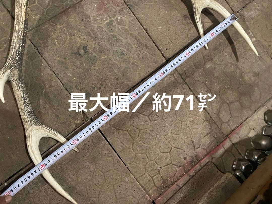 し*け様 蝦夷鹿hunting trophy（deer skull）
