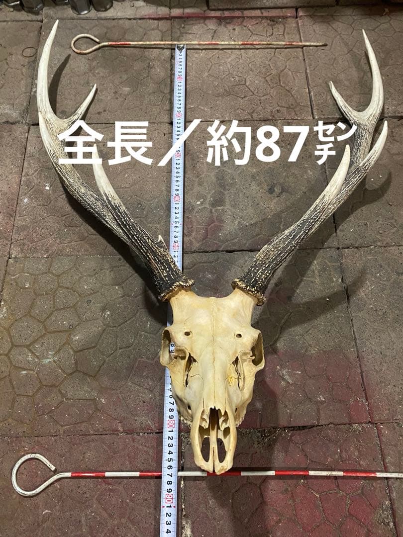 し*け様 蝦夷鹿hunting trophy（deer skull）