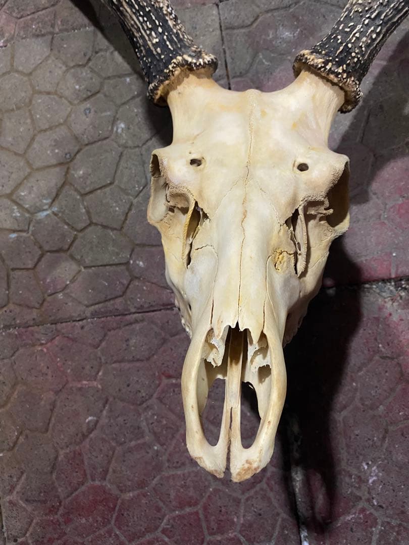 し*け様 蝦夷鹿hunting trophy（deer skull）