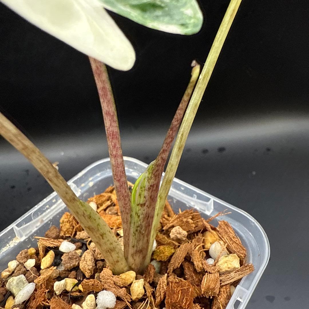 極上 アロカシア スティングレイ アルボ