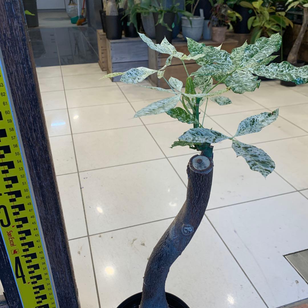 パキラ ミルキーウェイ 17