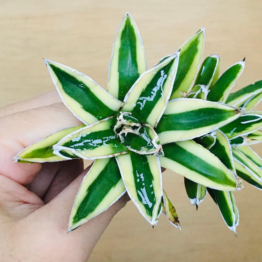 【稀少】6 笹の雪錦 クリーム覆輪斑 短葉 TC株 アガベ ビクトリアレジーナ