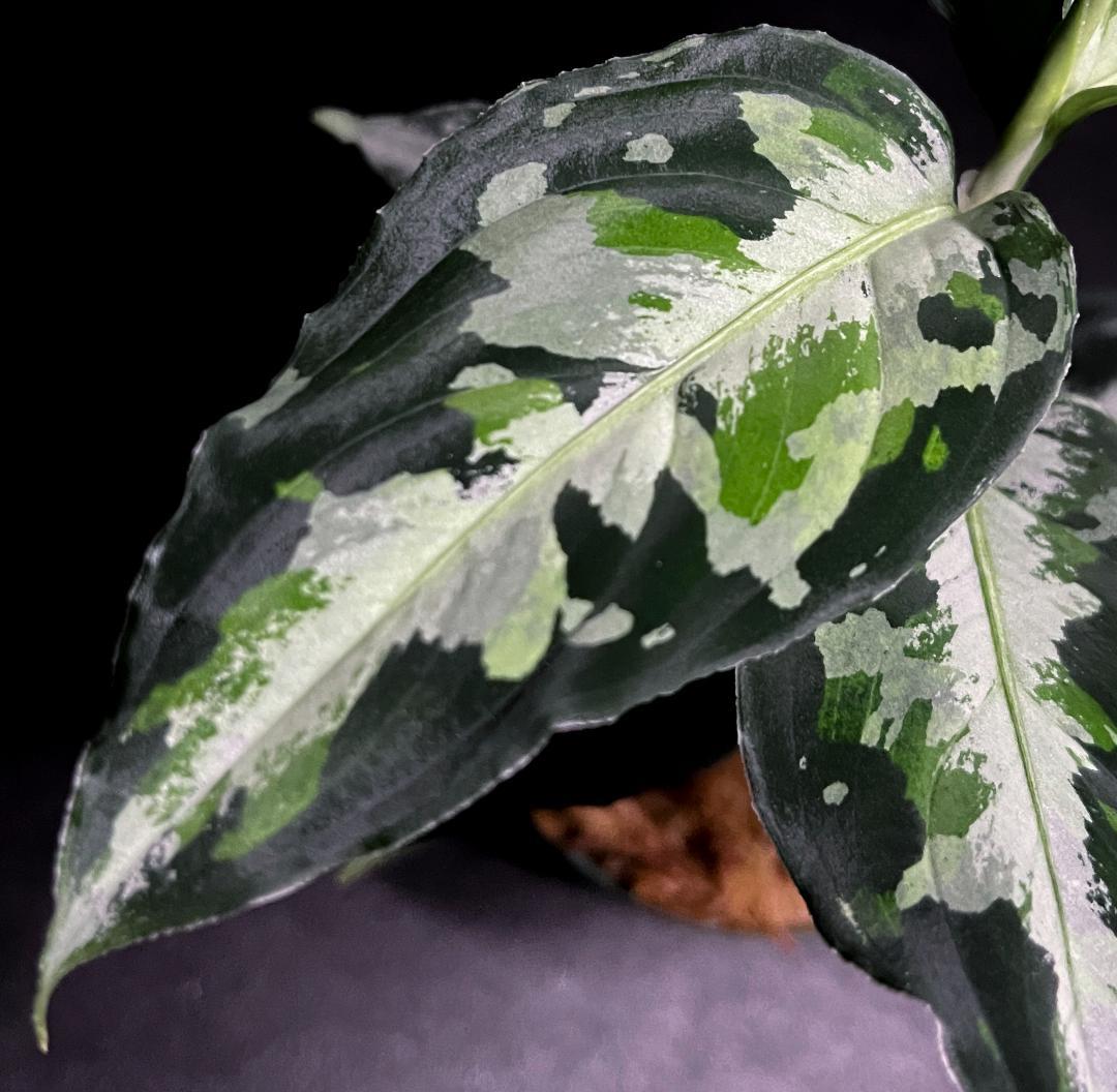 ◆RGL◆ 斑入り 中株 現地便 南スマトラ アグラオネマピクタム マルチカラー