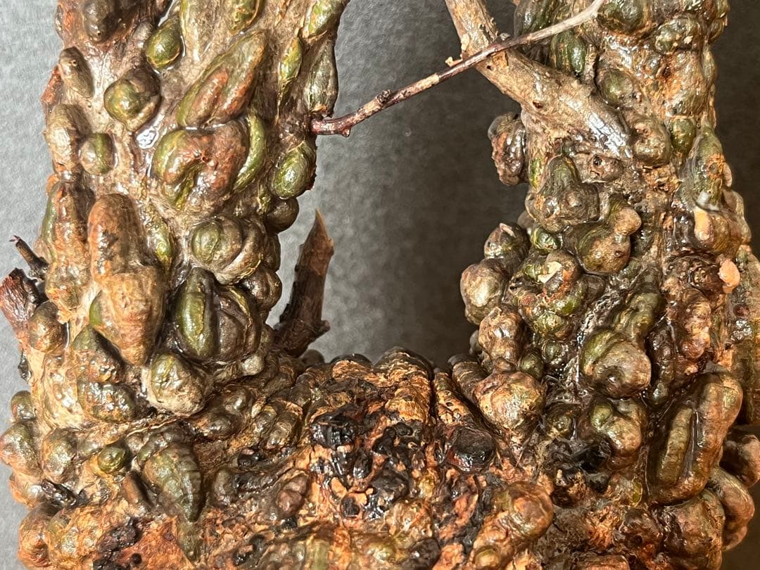 オペルクリカリア・パキプス ぼこぼこ丸株 ベアルート