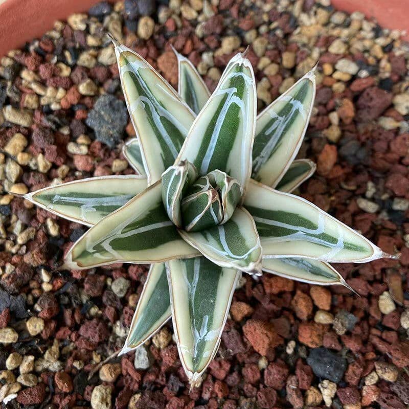 多肉植物アガべ氷山極上大株