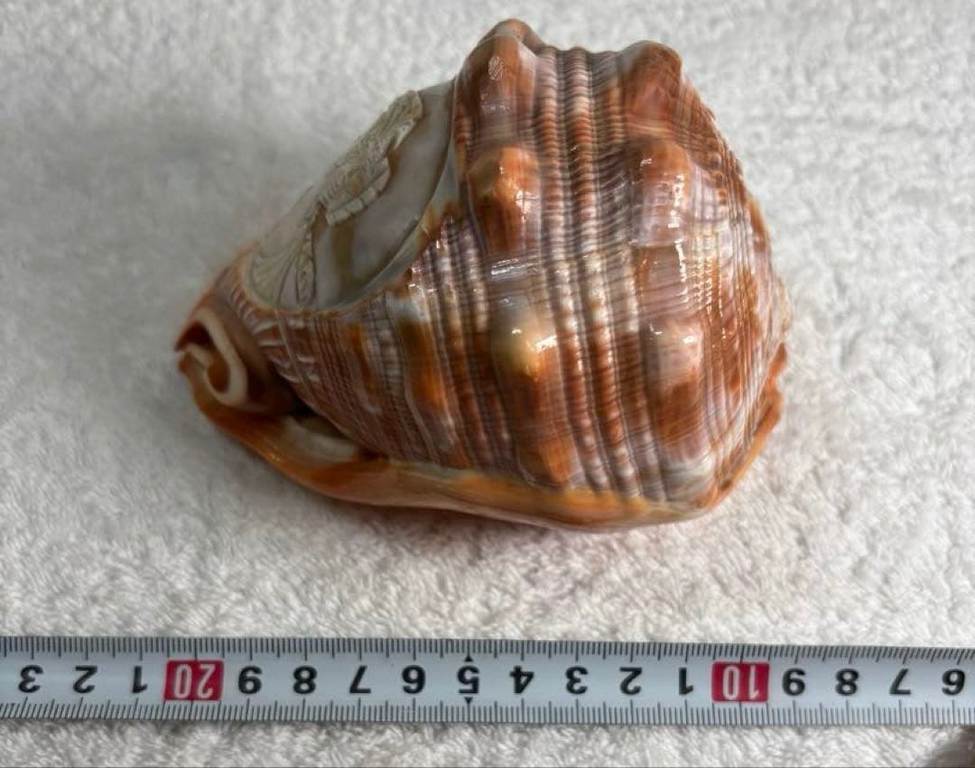 【天然モノ】彫刻女性像の貝殻 置物