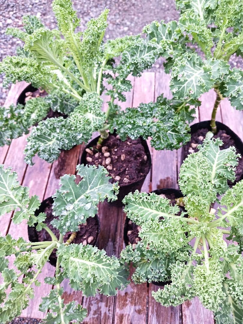 無農薬育成☆ケール苗 ☆大苗☆5鉢セット すぐ食べながら育てられます！