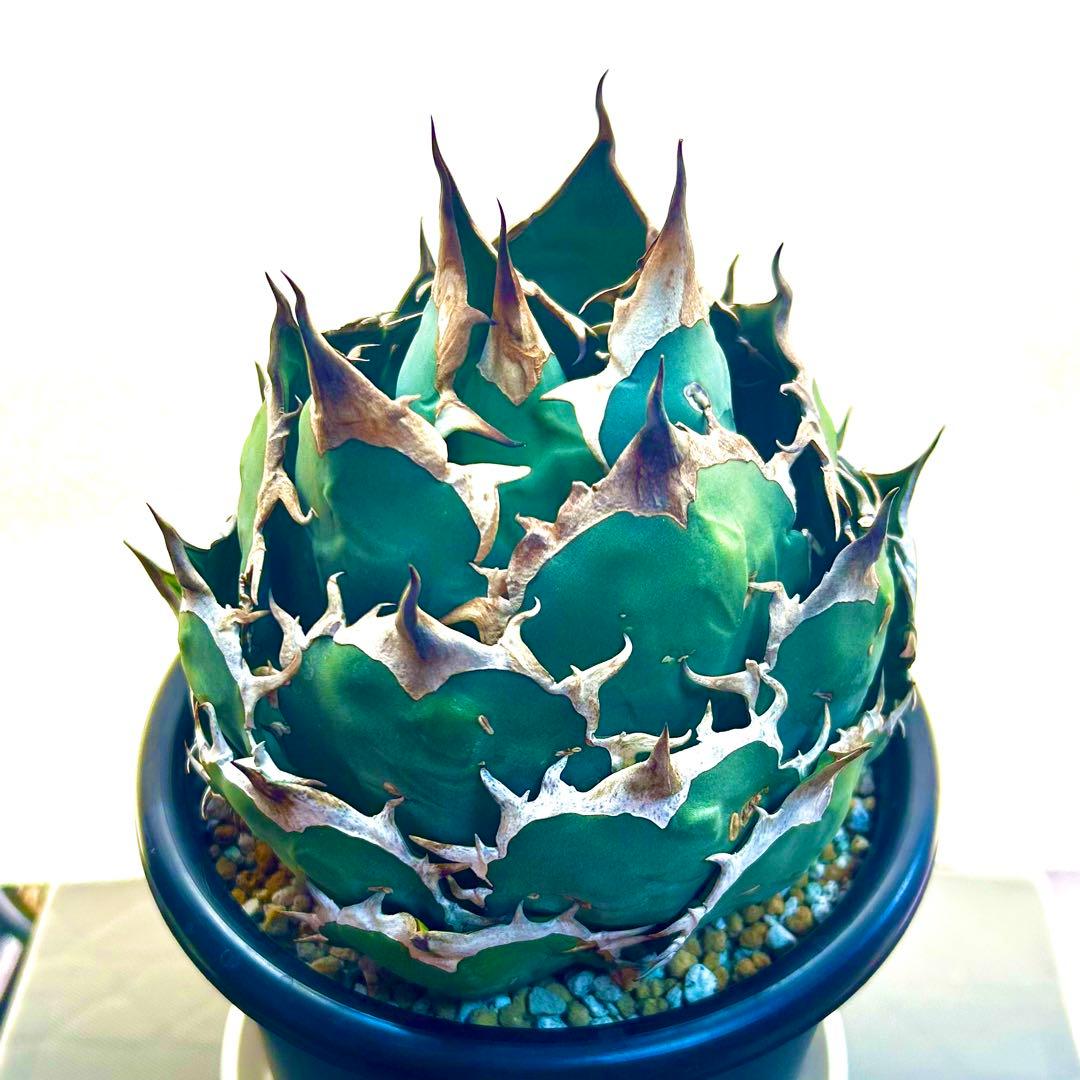 【美株】アガベ　チタノタ　ボール株　発根済み株
