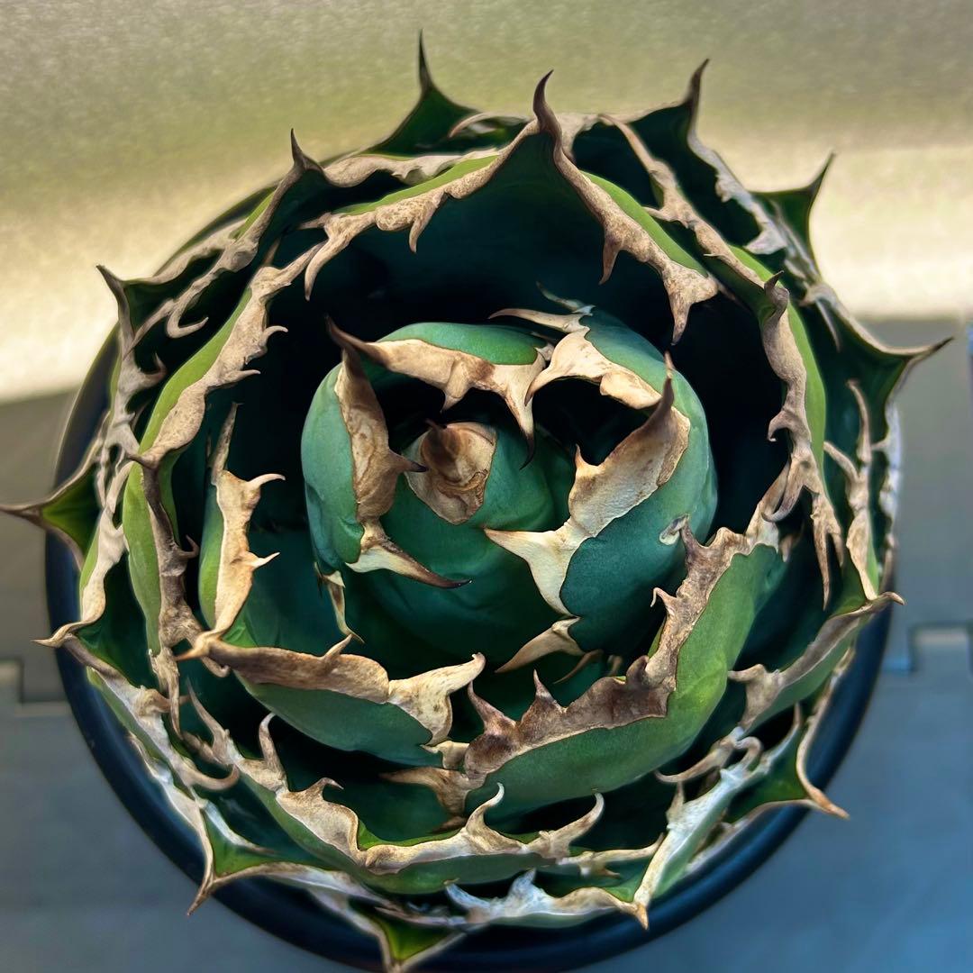 【美株】アガベ　チタノタ　ボール株　発根済み株