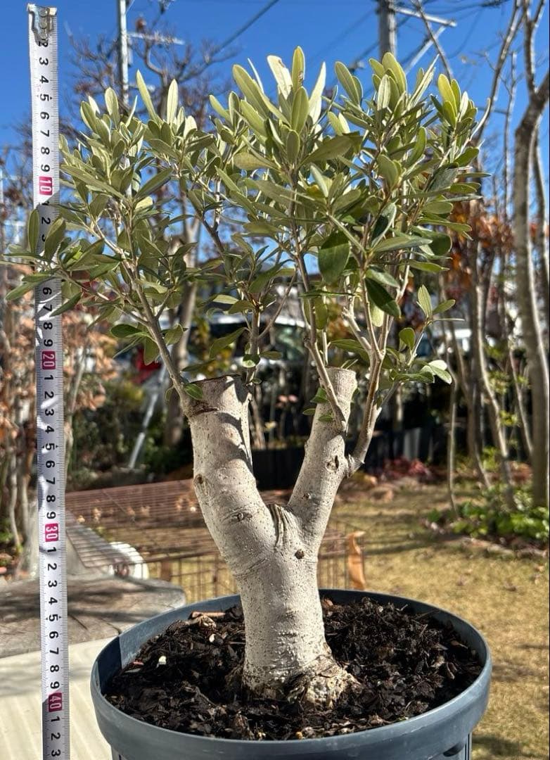オリーブの木　極太　古木　シンボルツリー　植物　盆栽