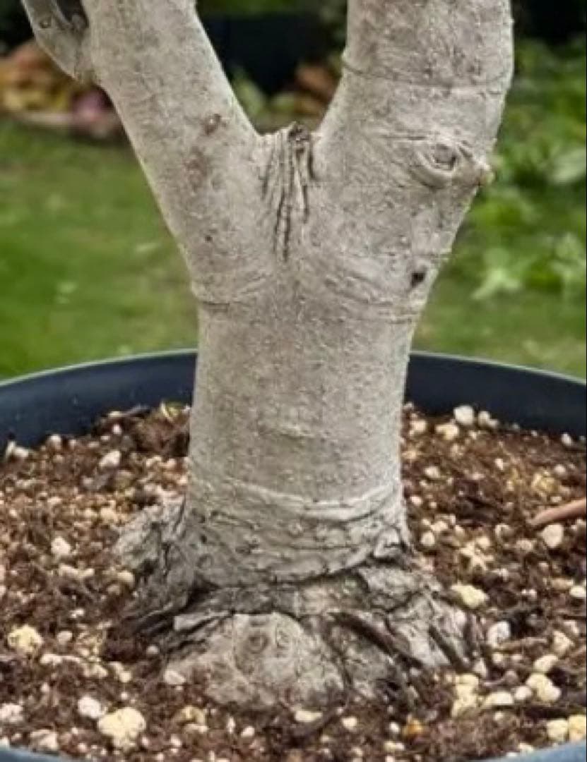 オリーブの木　極太　古木　シンボルツリー　植物　盆栽