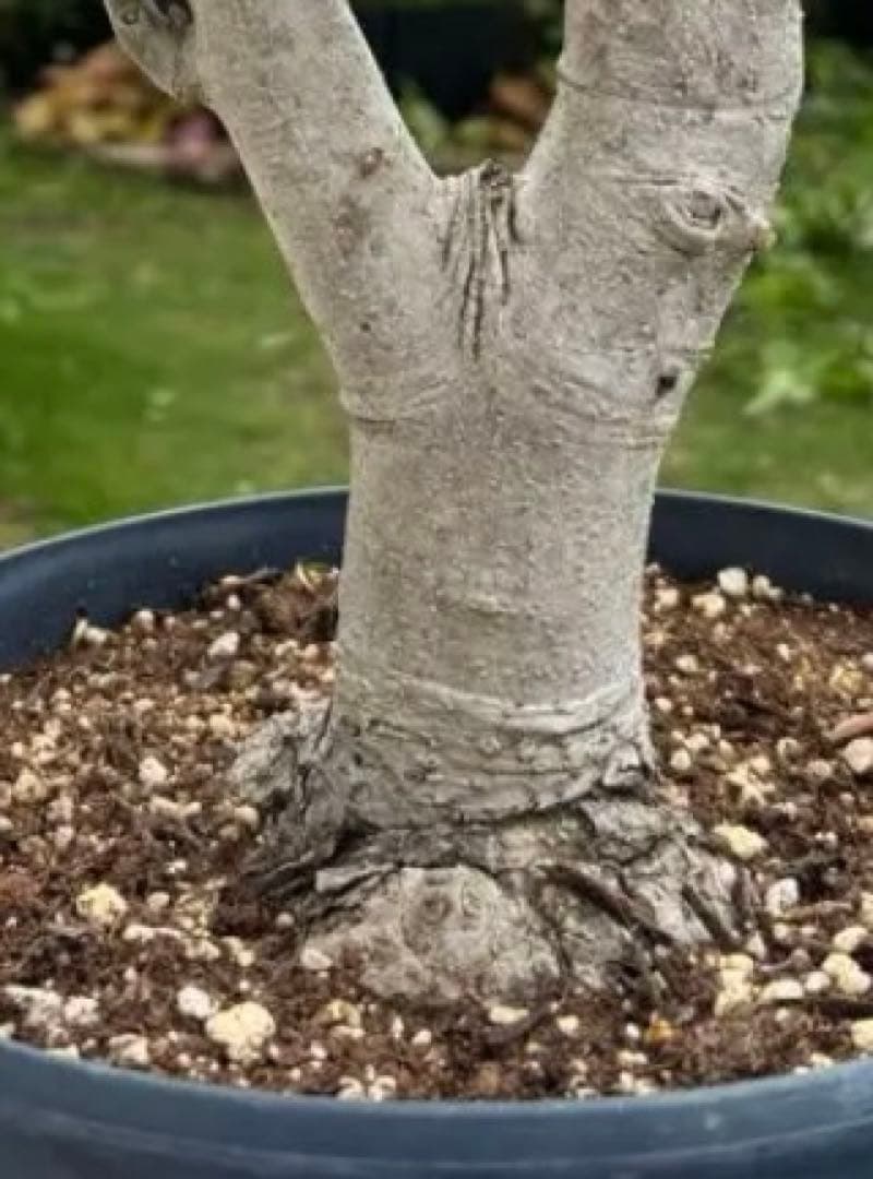 オリーブの木　極太　古木　シンボルツリー　植物　盆栽