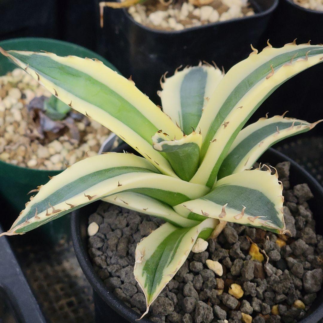 〖スナグルトゥース〗アガベチタノタ斑入り