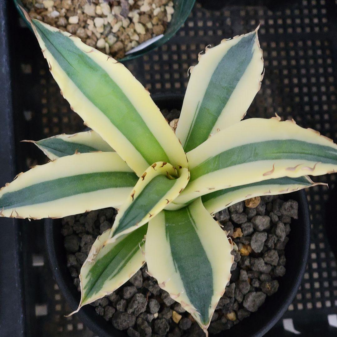 〖スナグルトゥース〗アガベチタノタ斑入り