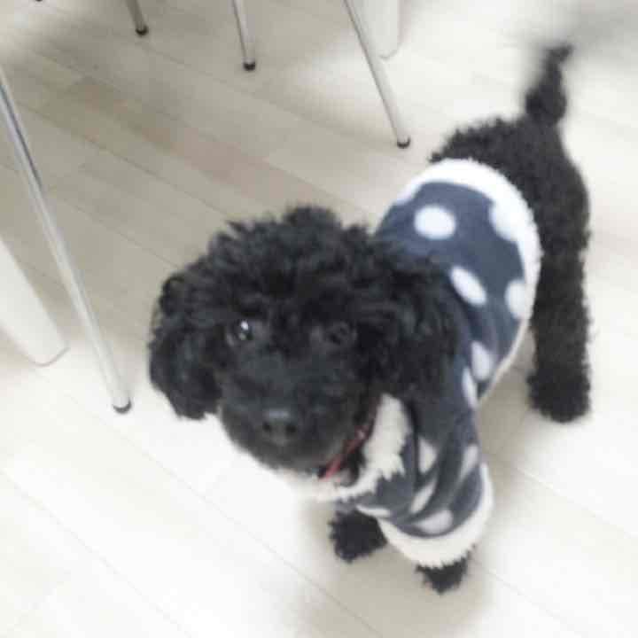 ジュニアさま確認用 . ※商品ではないです