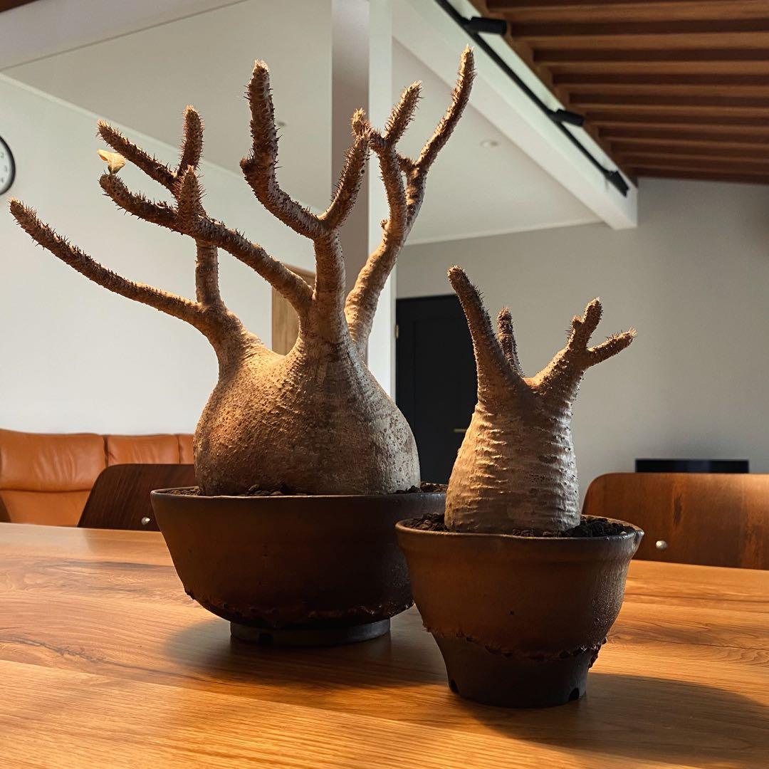 パキポディウムグラキリス　大小セット