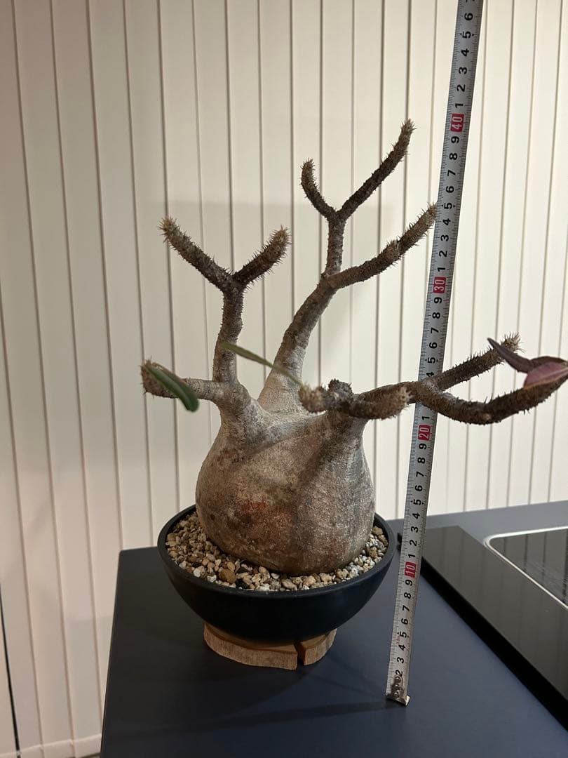 パキポディウムグラキリス　大小セット