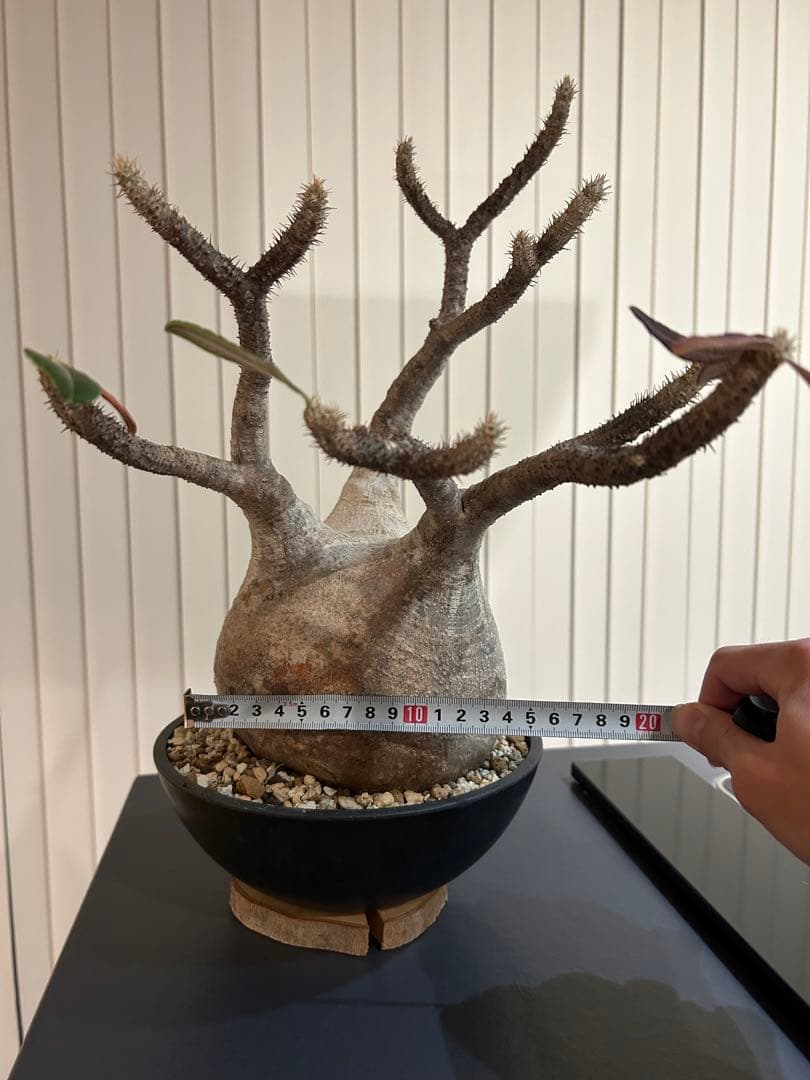 パキポディウムグラキリス　大小セット