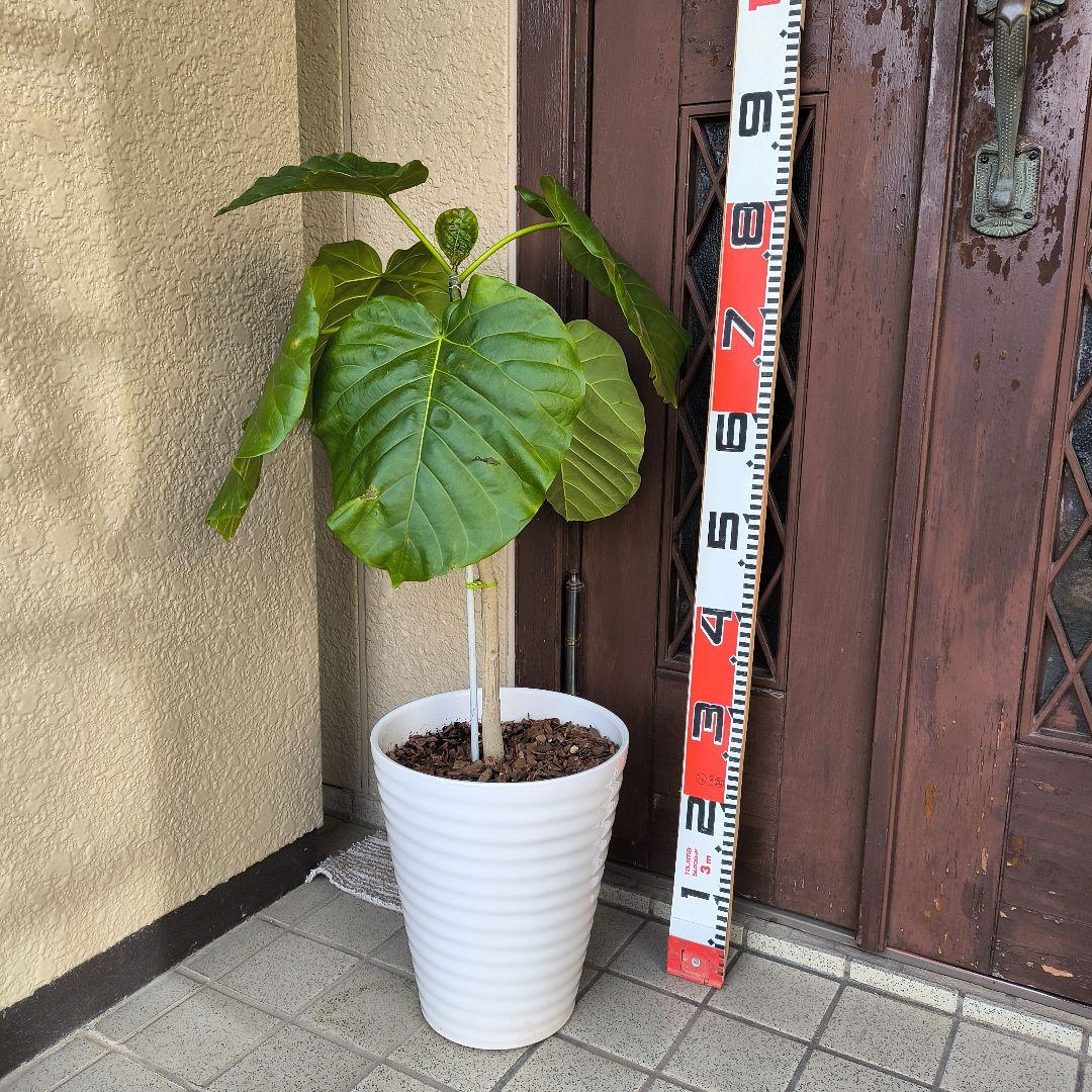 フィカス・ラベンダー 床から約８0cm 白い陶器鉢