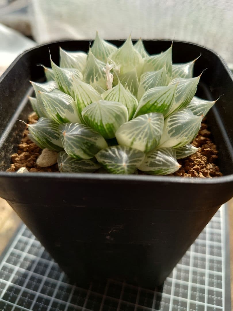 【白蛇伝】白蛇伝　極上株！　親株サイズ！