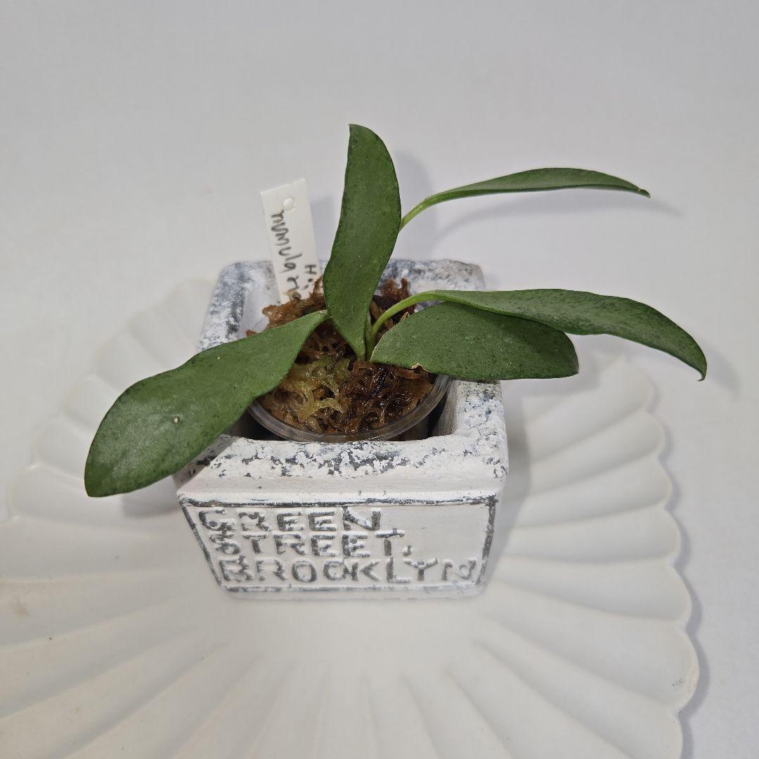 ホヤ　ヌンムラリオイデス　シルバー