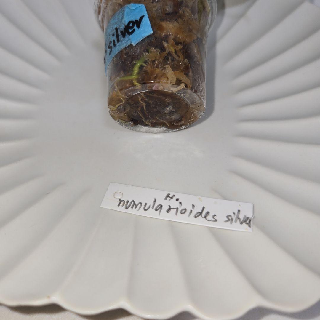 ホヤ　ヌンムラリオイデス　シルバー