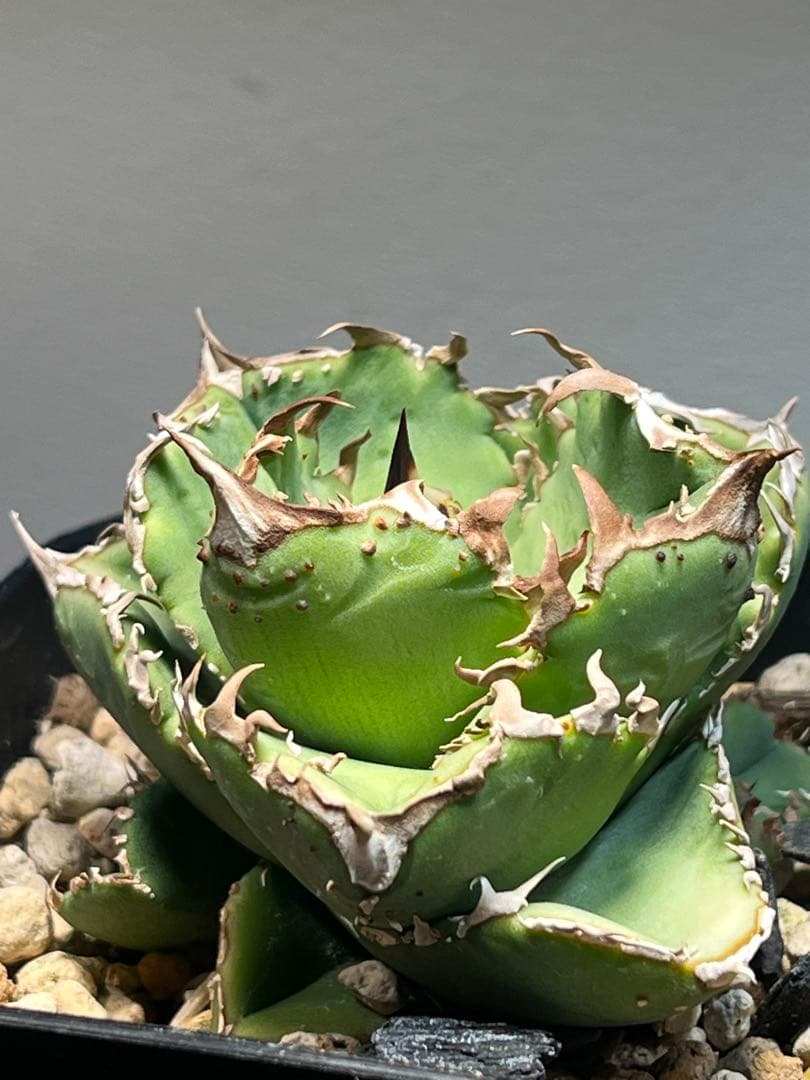 アガベ　チタノタ　CJ plants産　CJ13