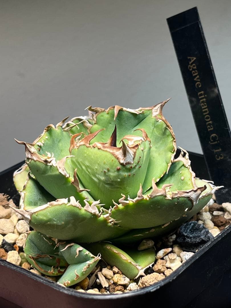 アガベ　チタノタ　CJ plants産　CJ13