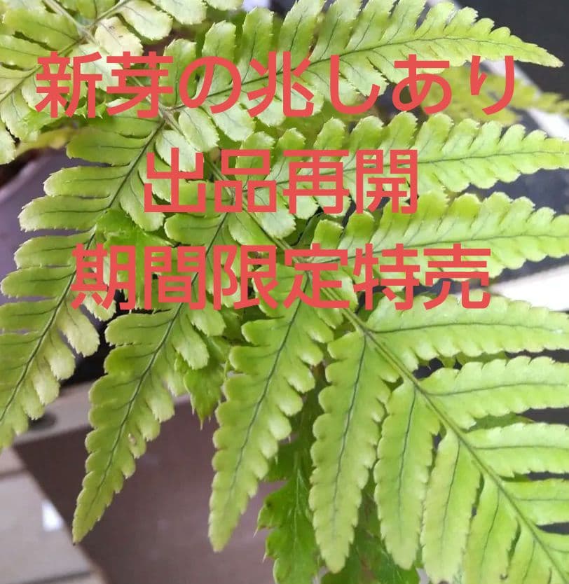 ワケアリ 大① 品種不明シダ