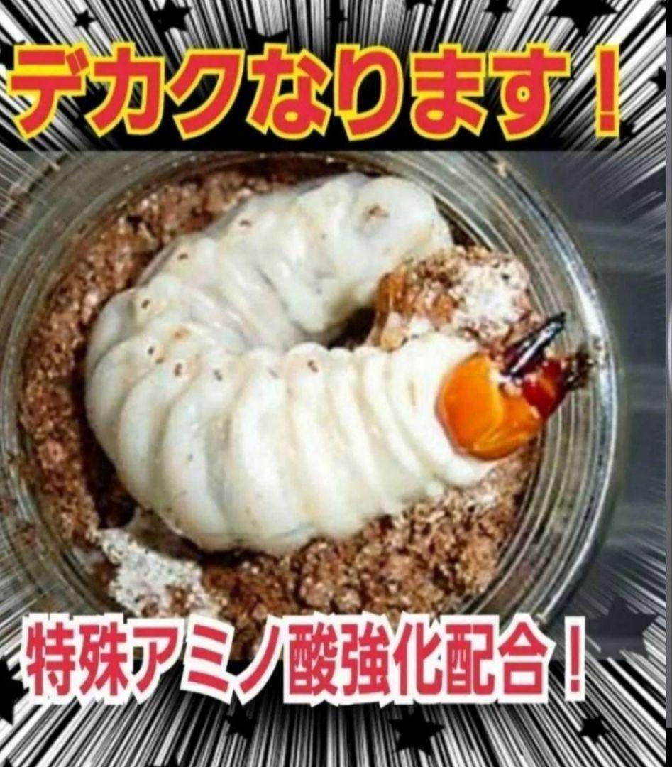９本セット！ニジイロクワガタに抜群！黒アワビタケ菌糸瓶　トレハロース、キトサン入
