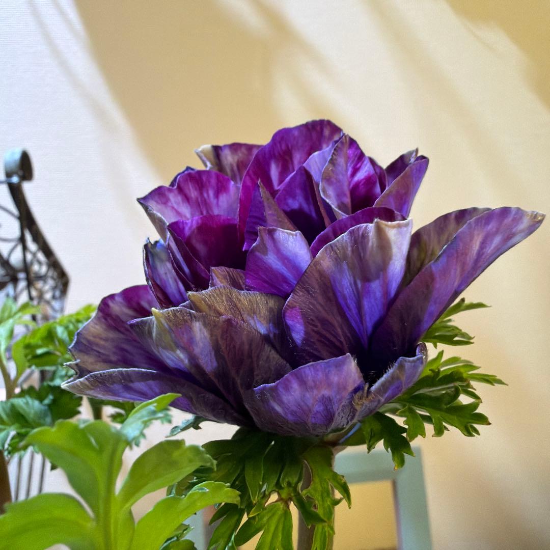 【レア】八重咲きアネモネ　ミストラル　ティグネワイン　ポット苗《2/9》