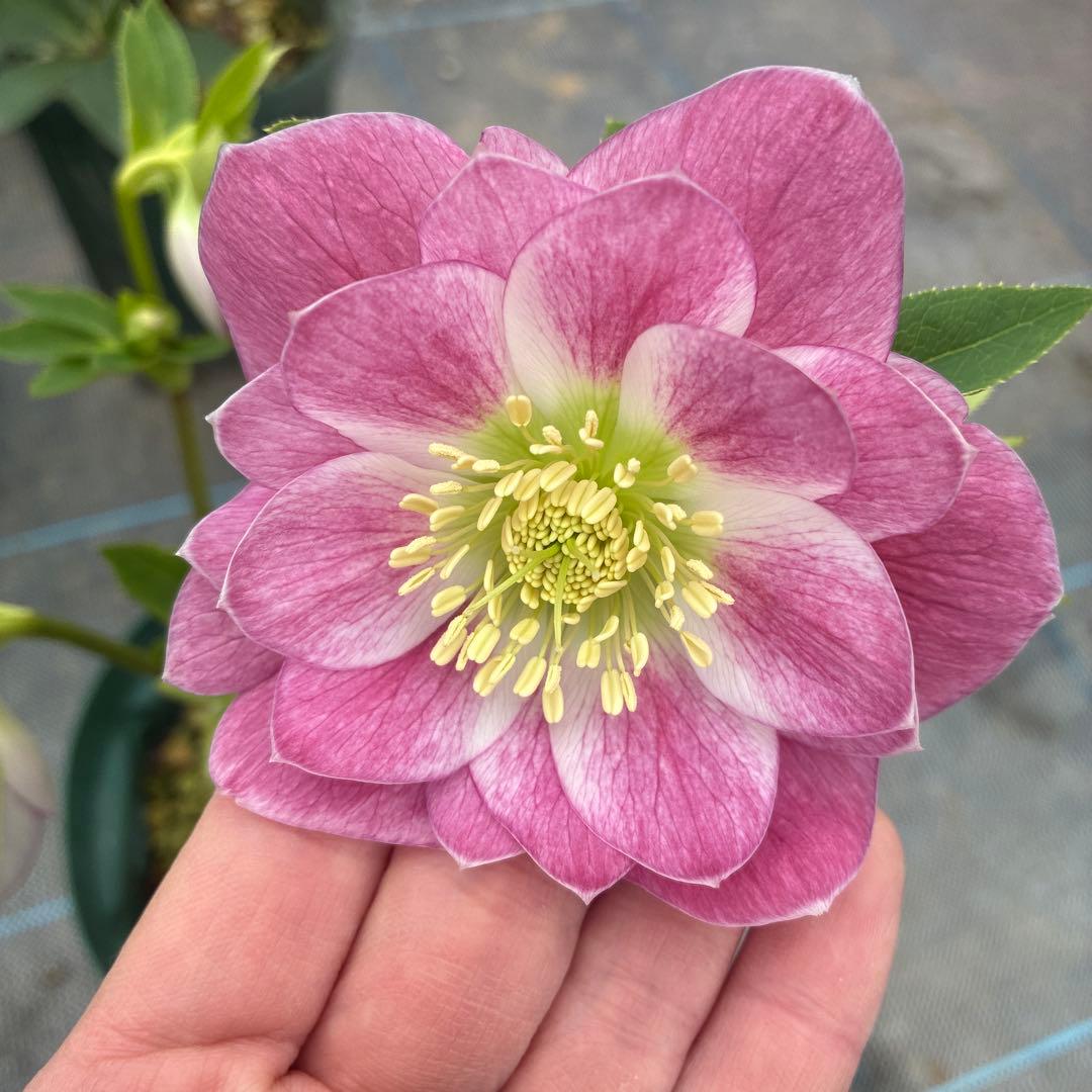 クリスマスローズ　リバーシブル　５本立ち　６寸