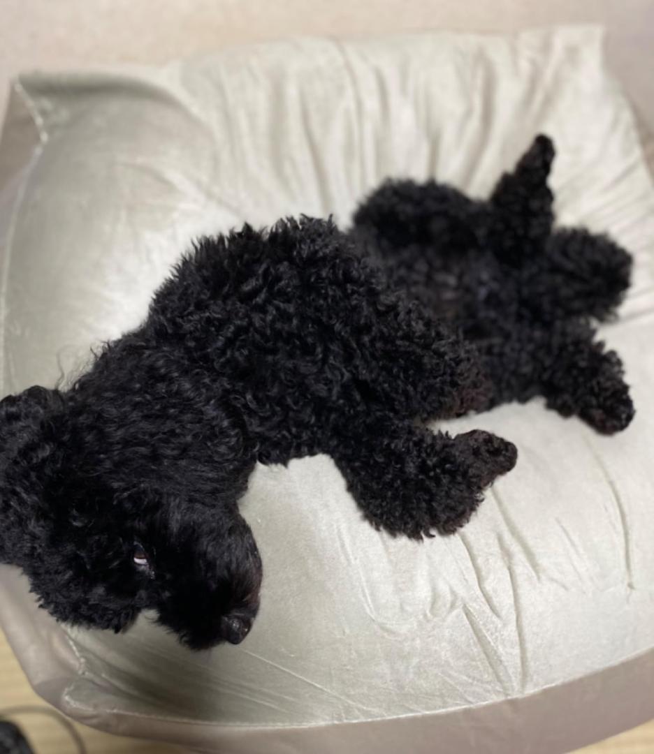 タンスのゲン ビーズクッション 日本製 60×60×36cm くすみカラー ベ*