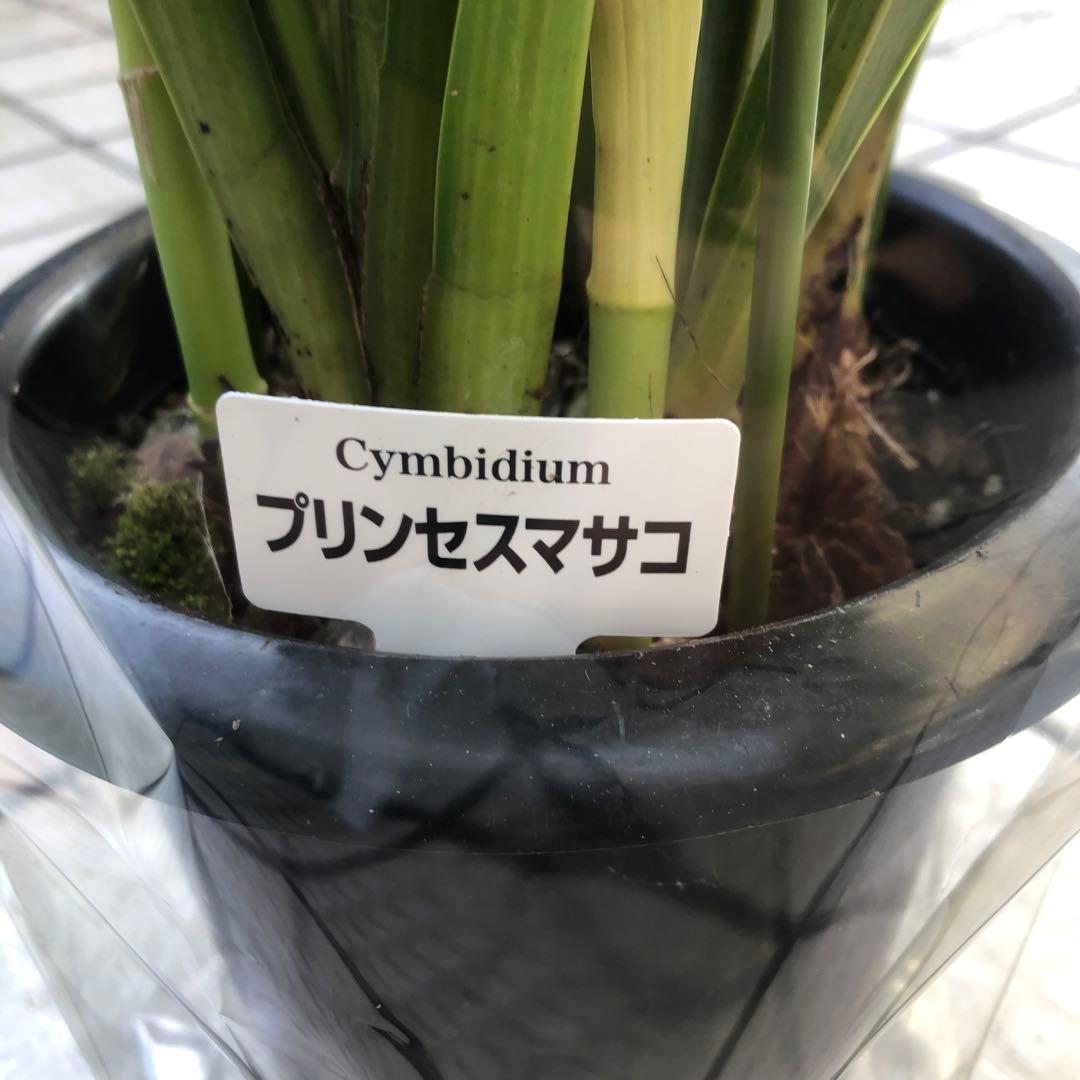 ミッケ