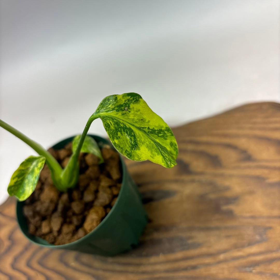 Y*_様 【希少】モンステラ・エレクトロライト斑入MonsteraElectro