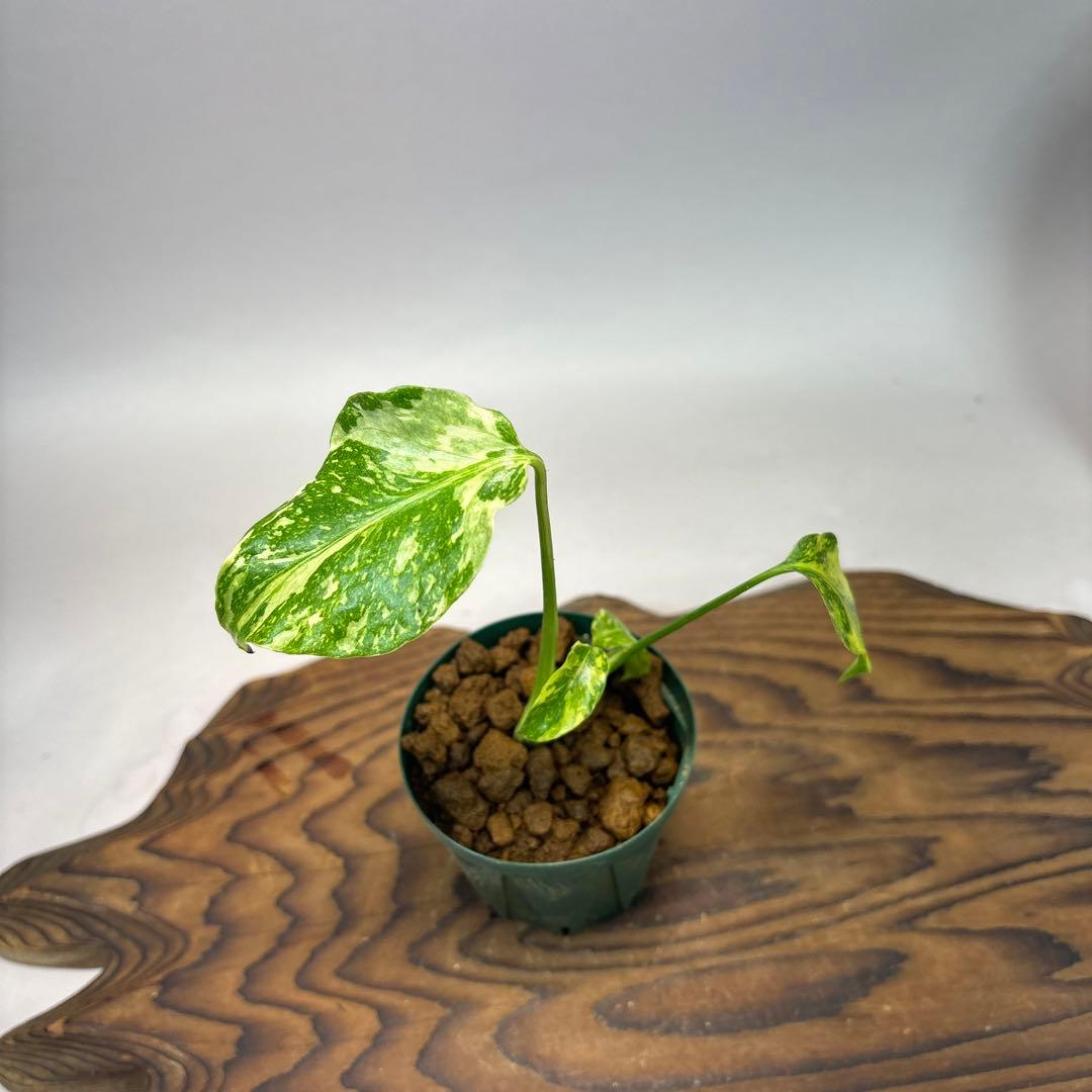 Y*_様 【希少】モンステラ・エレクトロライト斑入MonsteraElectro