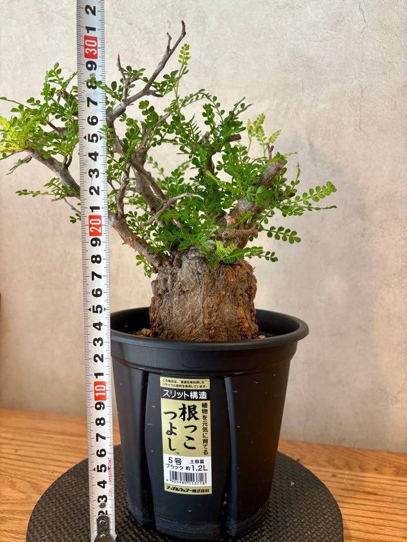 【ミニプス】塊根径7.5cm みやび鉢　パキプス　pachypus