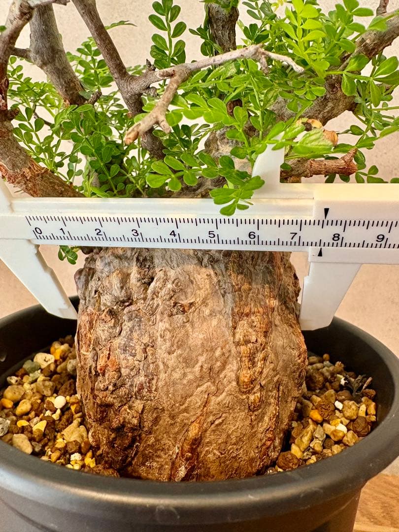 【ミニプス】塊根径7.5cm みやび鉢　パキプス　pachypus