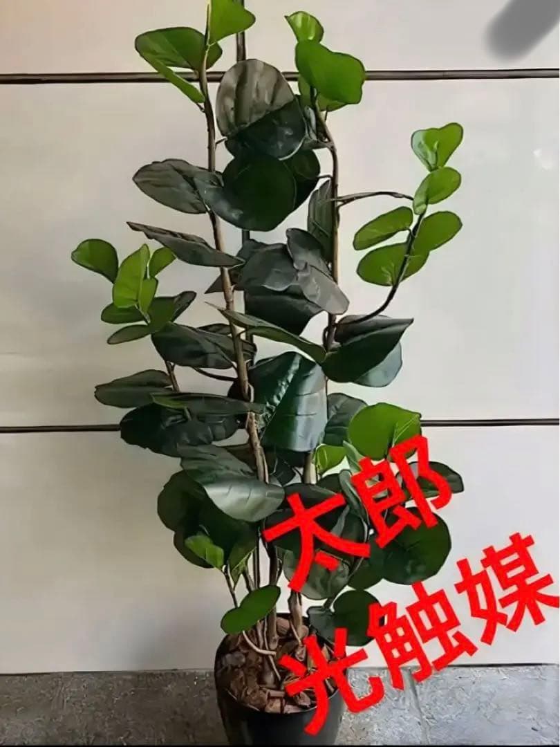 光触媒　人工観葉植物　ウォールグリーン　フェイクグリーン　インディアンアーモンド