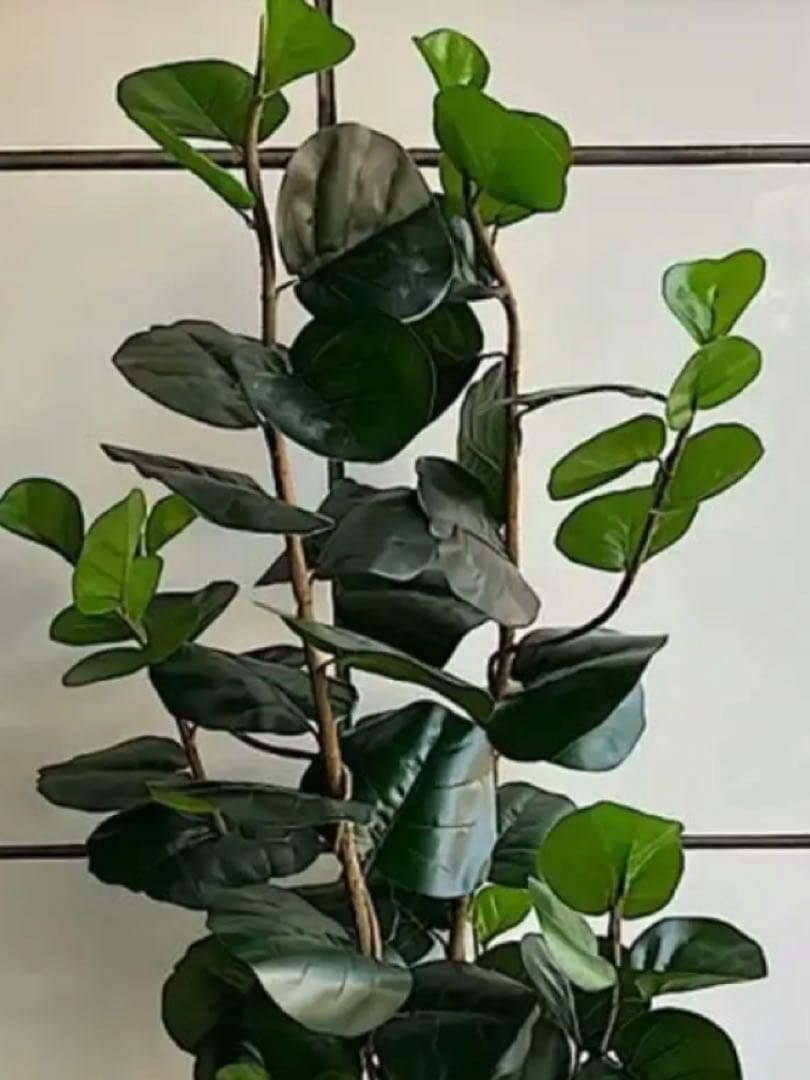 光触媒　人工観葉植物　ウォールグリーン　フェイクグリーン　インディアンアーモンド