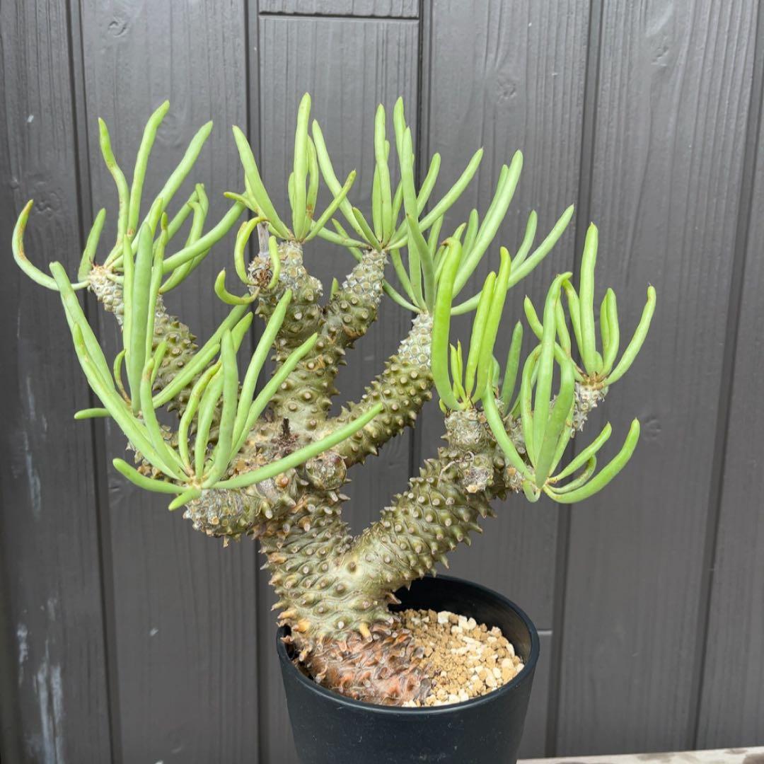 《期間限定販売❗️》『チレコドン　ワリチー』極美大株　現地株　発根済 ポット発送