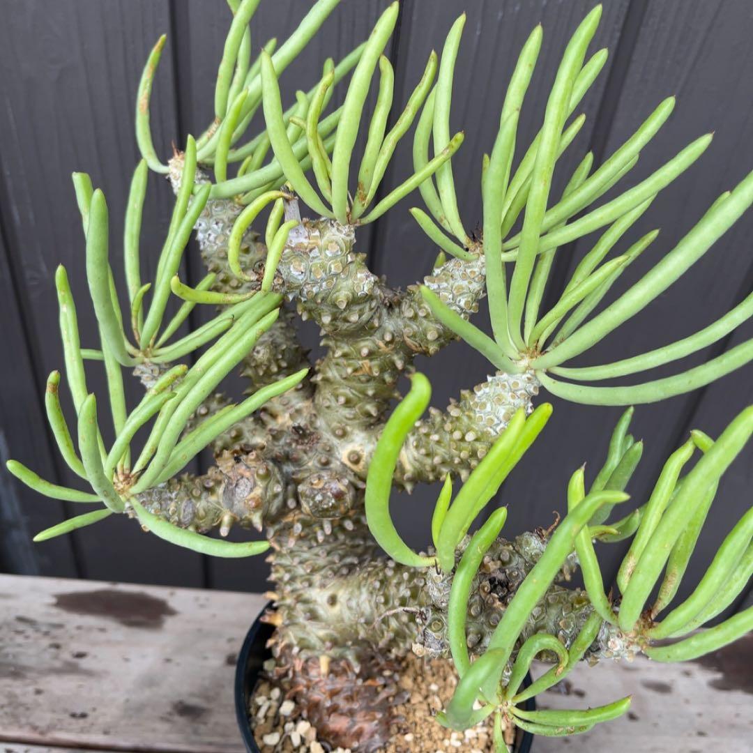 《期間限定販売❗️》『チレコドン　ワリチー』極美大株　現地株　発根済 ポット発送