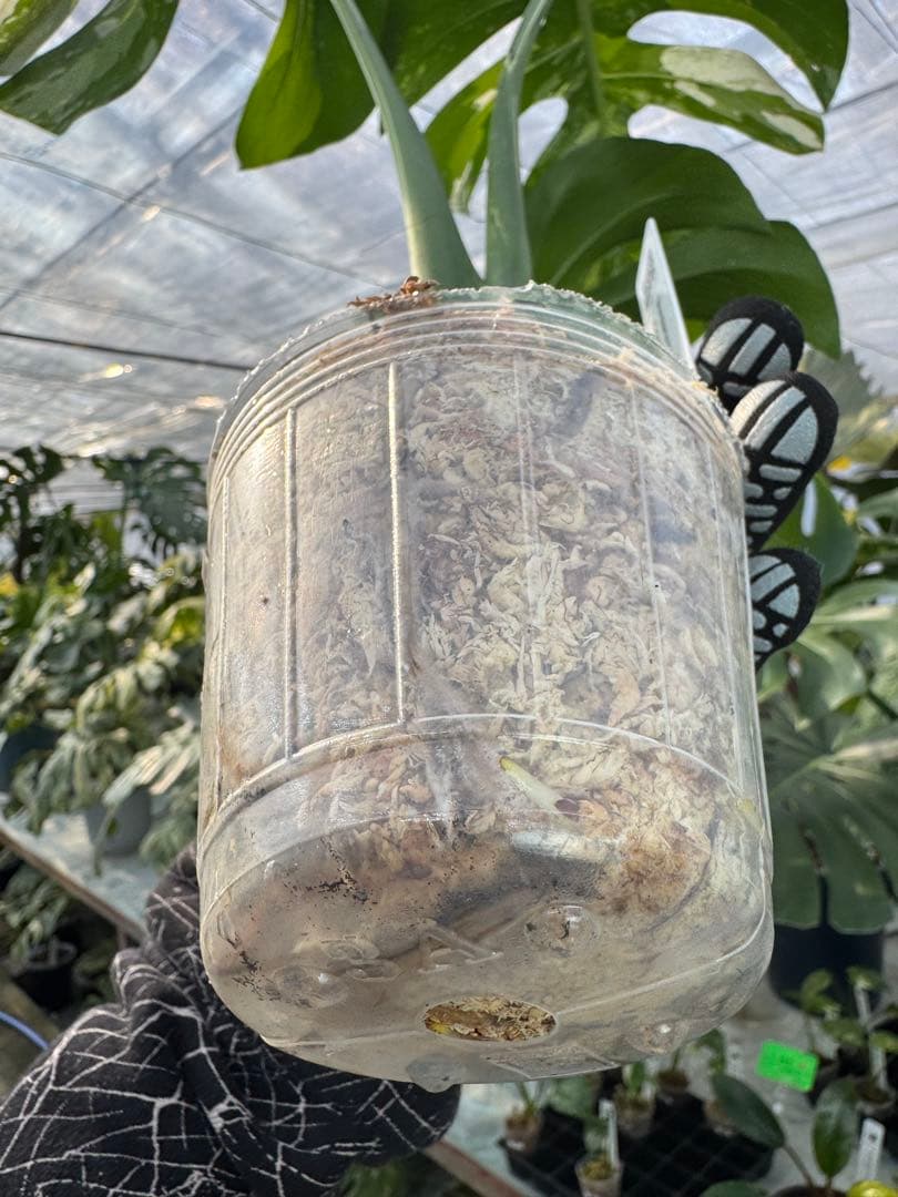 p*i様 6モンステラ　ボルギシアナ　x デリシオーサ　ミント　健康カット苗