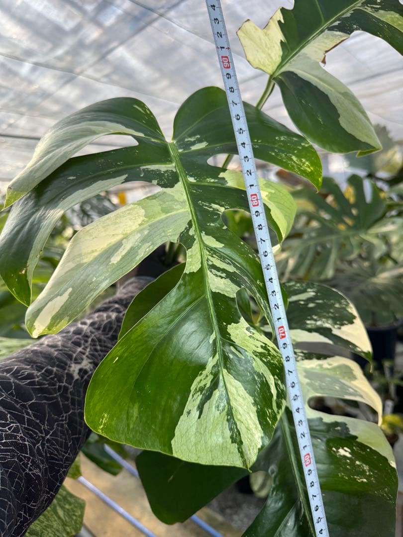 p*i様 6モンステラ　ボルギシアナ　x デリシオーサ　ミント　健康カット苗