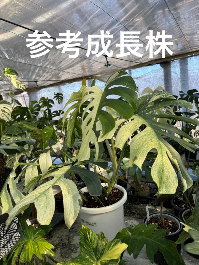 p*i様 6モンステラ　ボルギシアナ　x デリシオーサ　ミント　健康カット苗