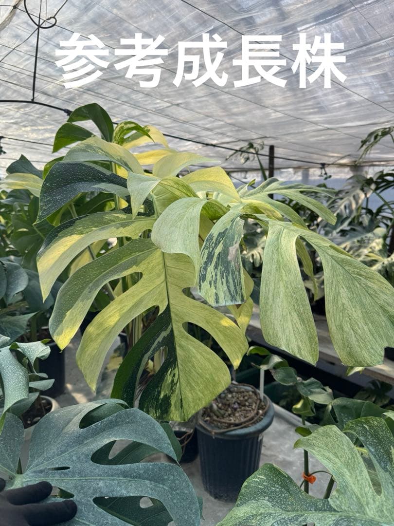 p*i様 6モンステラ　ボルギシアナ　x デリシオーサ　ミント　健康カット苗