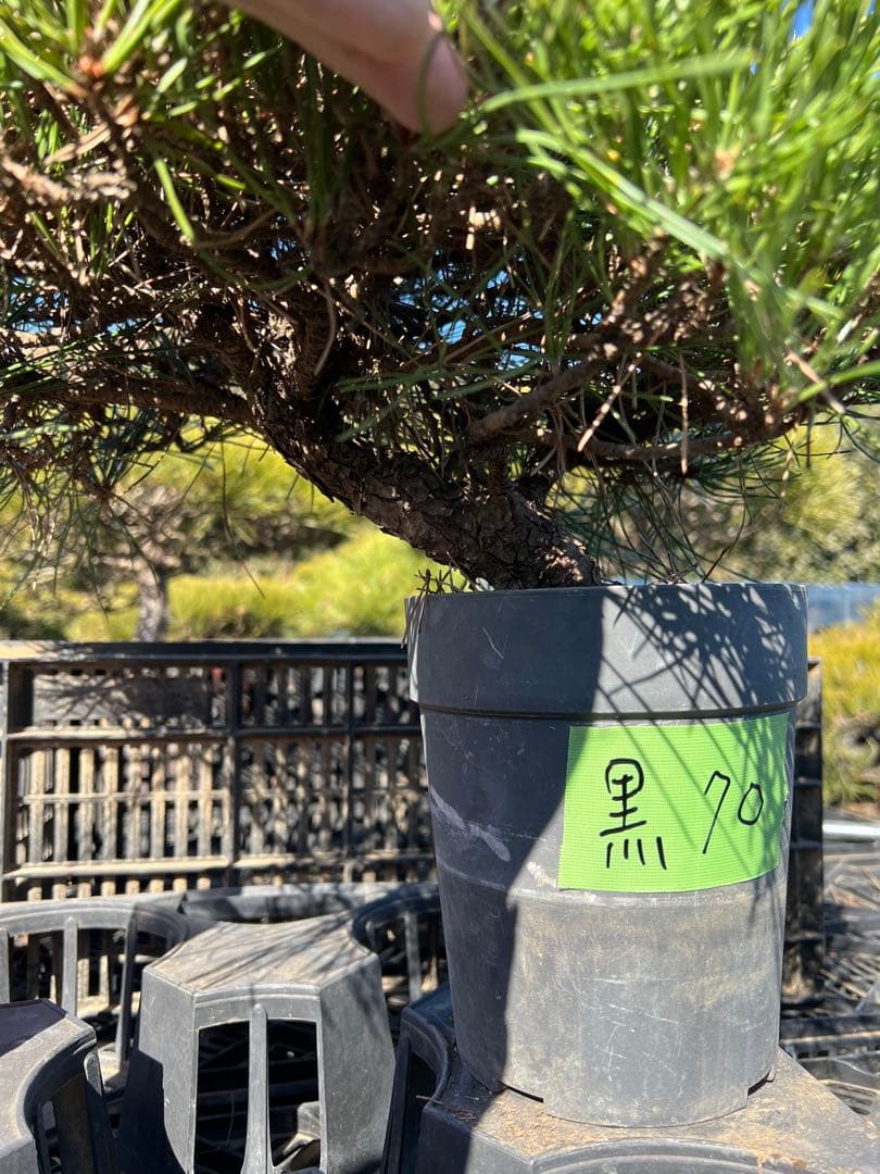 黒松盆栽　中品　70