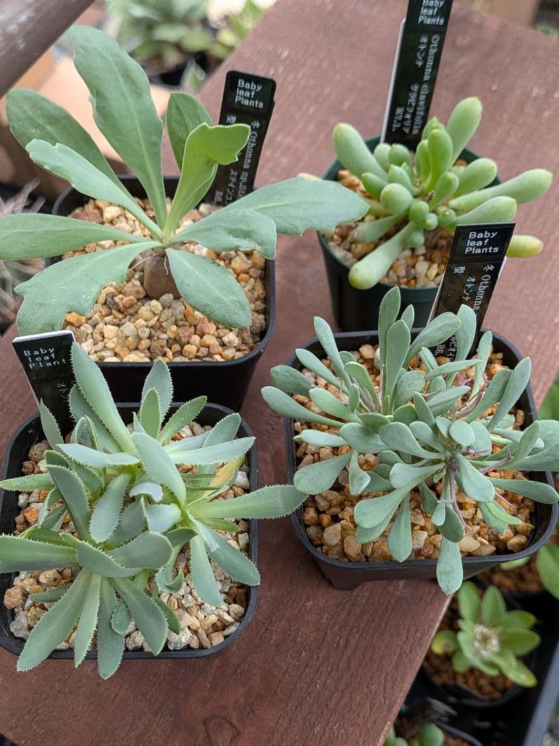 オトンナ　レトロルサ　ユーフォルビオイデス　スティンコフ　クラビフォリア冬型塊根