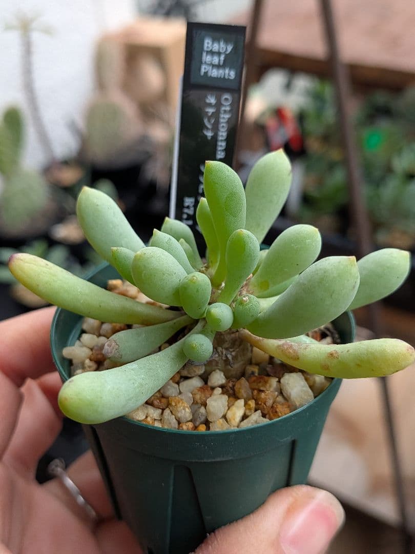 オトンナ　レトロルサ　ユーフォルビオイデス　スティンコフ　クラビフォリア冬型塊根